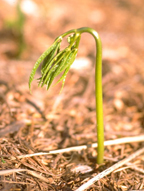 ginseng root, panax ginseng plant