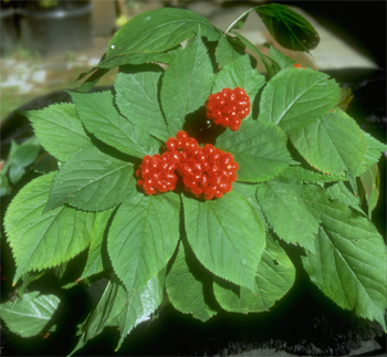 Ginseng Plant